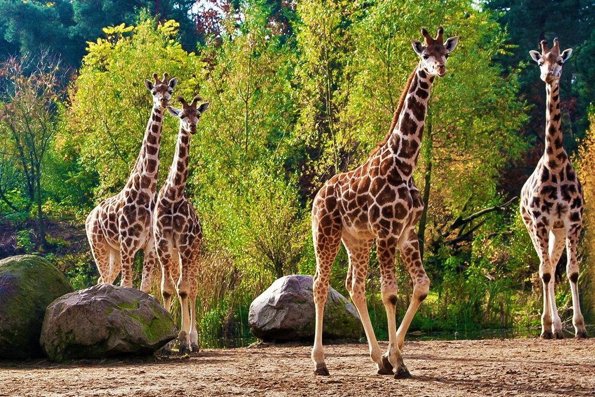 Korting voor Burgers' Zoo