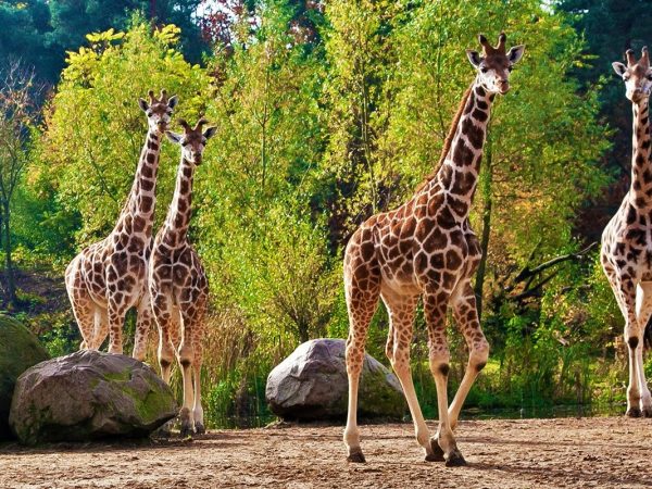 Korting voor Burgers' Zoo